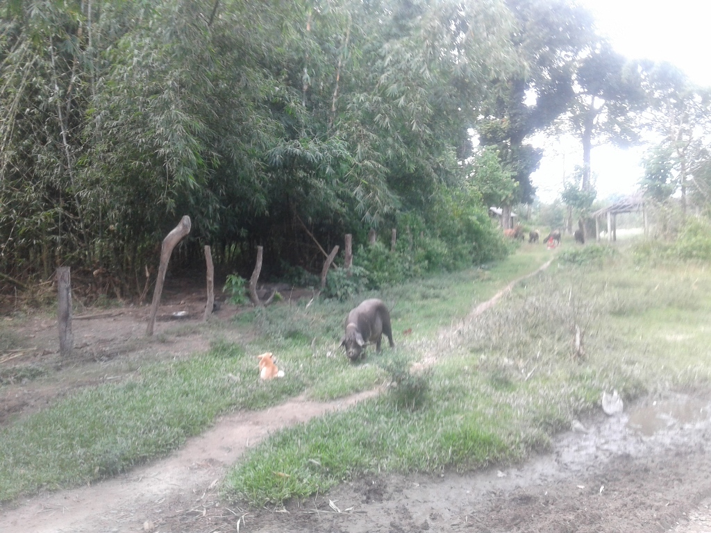 khorsane khap (10)