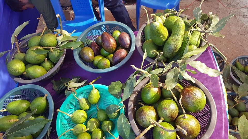 avcado-mahotsab-dhankuta