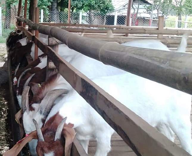 bakra 3