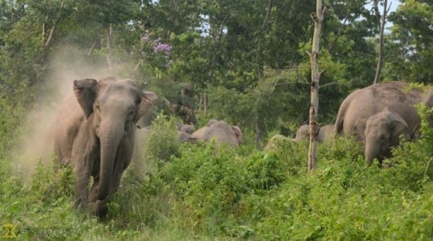 elephant-growing-at-second-airport-place-75949