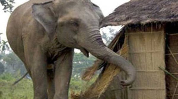 elephant