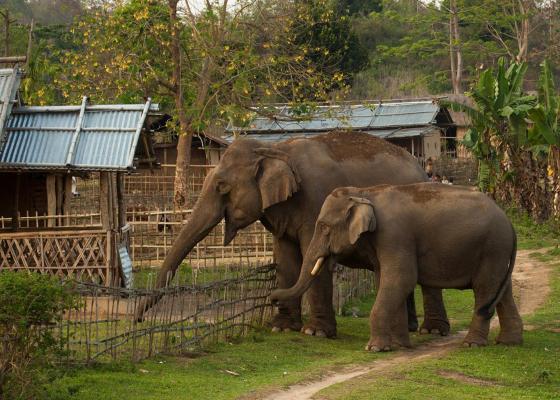 मोरङमा हात्तीको आक्रमणमा परी १३ वर्षमा १६ जनाले गुमाए ज्यान