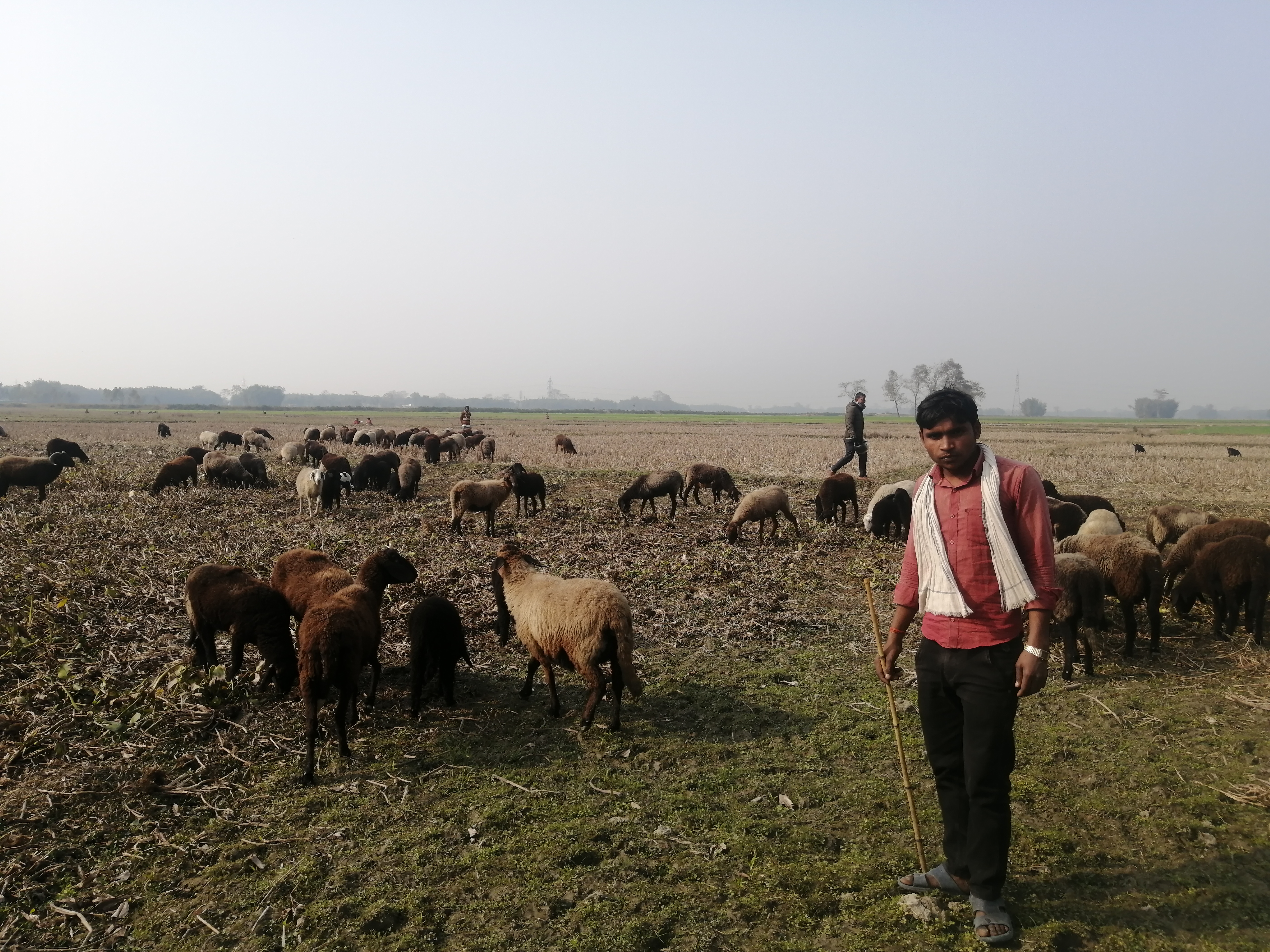 paal shepherd community sunsari nepal pradeshportal.com