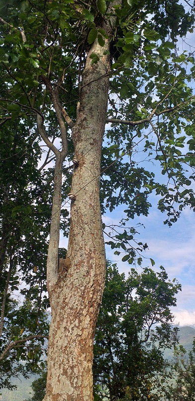 bijuli 1