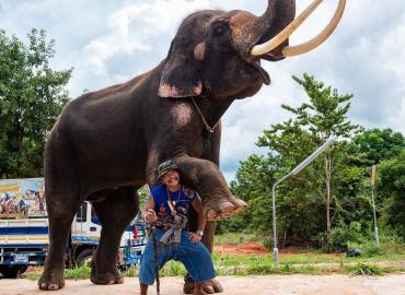 Uncertain fate awaits Thailand's elephant tourism