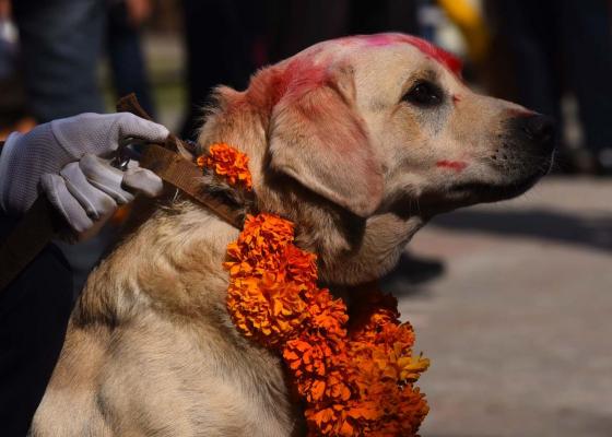 कात्तिक कृष्ण चतुर्दशीः नरक चतुर्दशी, कुकुर तिहार