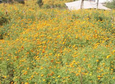 Blooming Marigold flowers