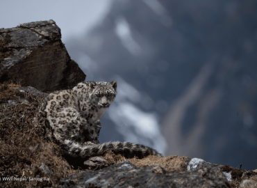 Counting the ‘Queen of the Himalayas’: Facing the Challenges of Climate Change on Her Habitat