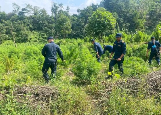 कोशीमा अवैध गाँजा खेती फडानी तीब्र, ३८ हजार गाँजाकाबोटहरु नष्ट