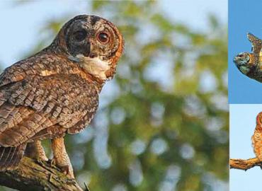 Status Of Mottled Wood Owl In Nepal