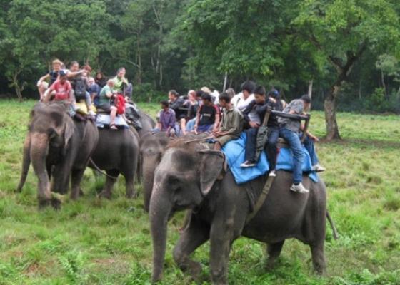 चितवन राष्ट्रिय निकुञ्ज घुम्नेमा स्वदेशी भन्दा विदेशी पर्यटक बढी