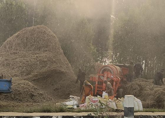 प्रविधिले विस्थापित गर्दै गाउँघरमा दाइँ गर्ने परम्परा