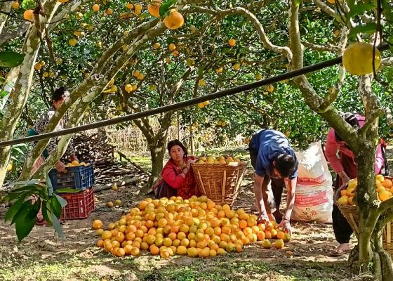 जुनारले बढायो समृद्धिको यात्रा