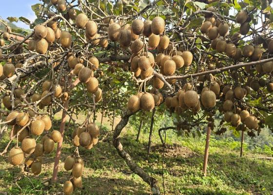 किबी उत्पादन दोब्बर, बिक्री नहुँदा किसान मारमा