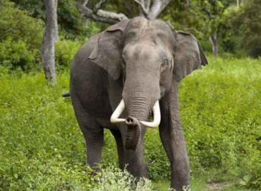 Increasing wild elephant menace in Koshi Province