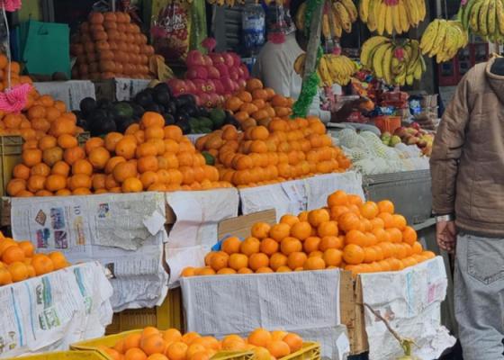 सुन्तला उत्पादन घटेपनि मूल्य वृद्धि हुँदा पूर्वी पहाडका किसान किसान उत्साहित