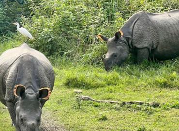 Relocation of Rhinos in Chitwan National Park starts today