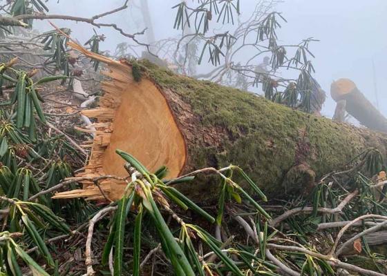 फुल्ने बेलामा केबलकार निर्माण कम्पनीले काट्न थाल्यो पाथीभरा क्षेत्रका गुराँसका  बाँकी रूख 