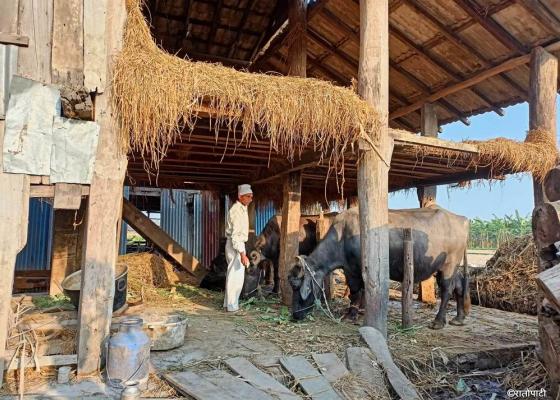 दूधमा आत्मनिर्भर उन्मुख बन्दै मधेस प्रदेश