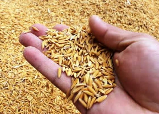 गरे के हुन्न ? स्याङ्जाका किसानले बेचे ९० लाखको धानको बीउ