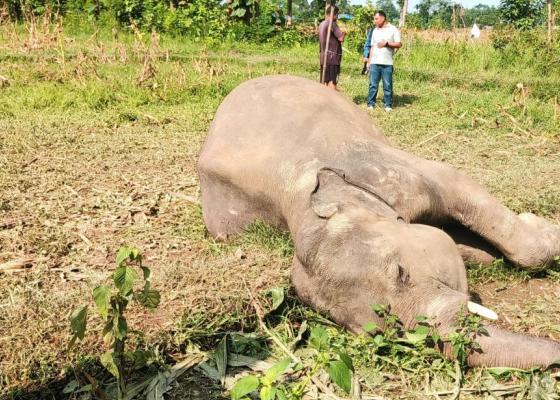 मानव–हात्ती द्वन्द्वः डेढ दशकमा ७२ जना र २५ हात्तीको मृत्यु