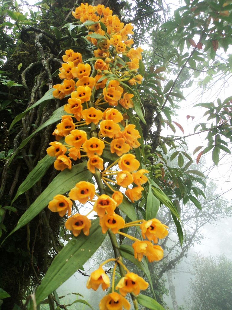 karsong. 1