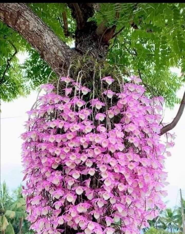 karsong