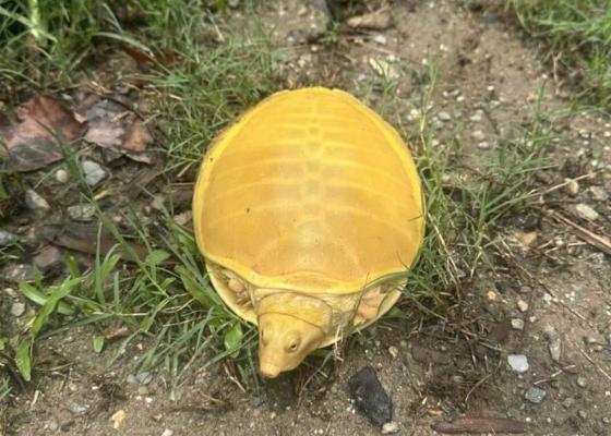 झापाको जलथल जङ्गलमा भेटियो दुर्लभ कछुवा