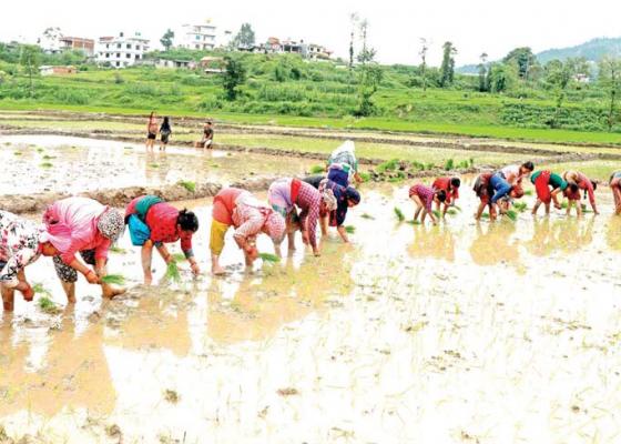 आज धान दिवसः यो वर्ष उत्पादन बढ्ने विश्वास