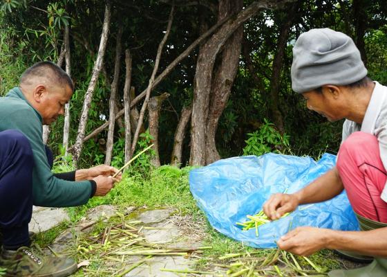 लेकाली च्याउ, टुसा र ढकायो उपभोक्ताको रोजाइमा