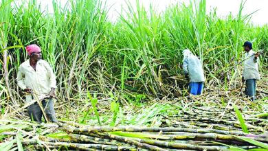 अनुदान उपलब्ध गराउन उखु किसानको माग