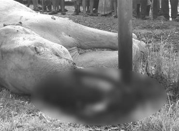 Wild elephant electrocuted