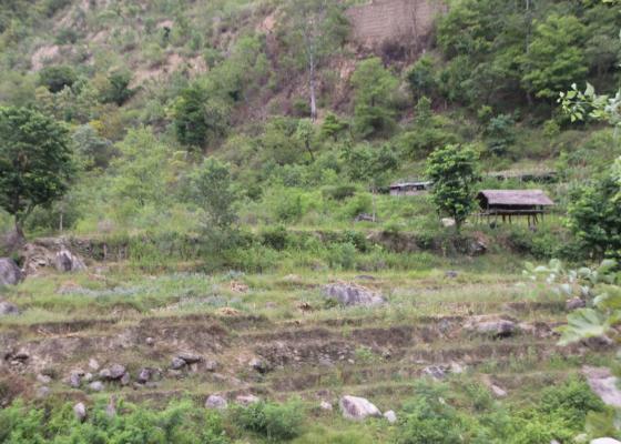 सिँचाइमा क्षति पुग्दा बाँझिए पाँचथरका खेतबारी