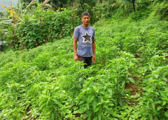 तरकारी र दूध बेचेर चन्द्रलाल कमाउछन्  मासिक एक लाख 