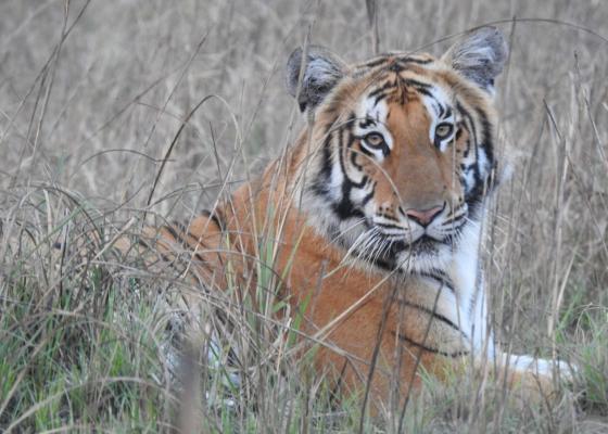 विश्व बाघ दिवसः नेपालमा बाघको सङ्ख्या ‘धान्ने क्षमता’ चार सय