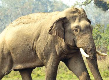 Five people killed in wild elephant attacks in a year