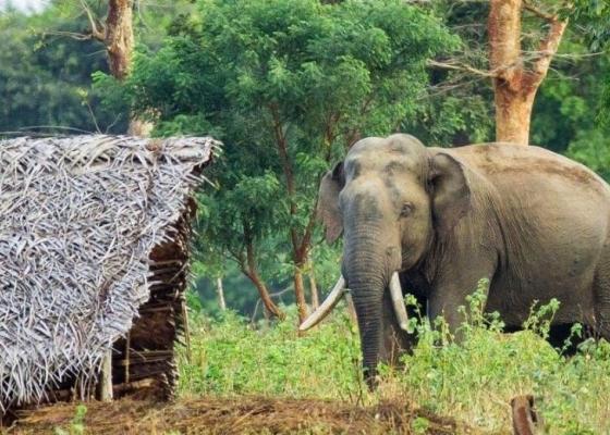 मोरङमा जङ्गली हात्तीको आक्रमणबाट एक वर्षमा ५ जनाको मृत्यु