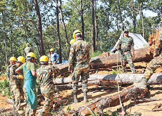पूर्वाधार विकास निर्माणको नाममा बर्सेनि काटिन्छन् सवा लाख रुख