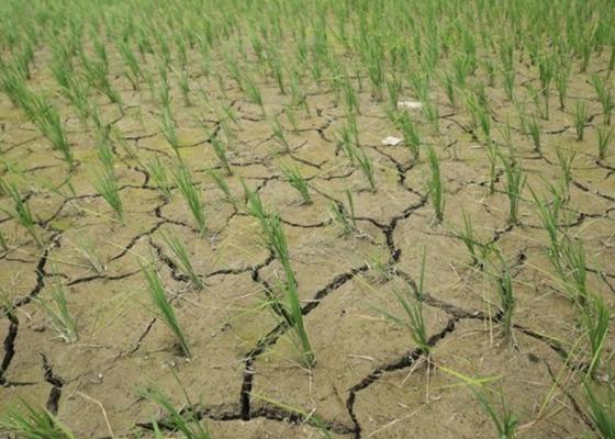 खडेरी मधेशमा तर देशभरको जमिन बाँझो, सरकारको लापरबाहीले भोकमारीको चिन्ता ! 