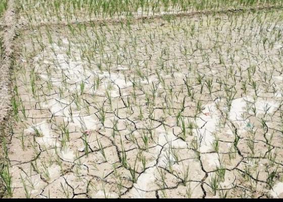 मनसुन प्रतिकूल बन्दाः  धान उत्पादन घट्ने चिन्ता