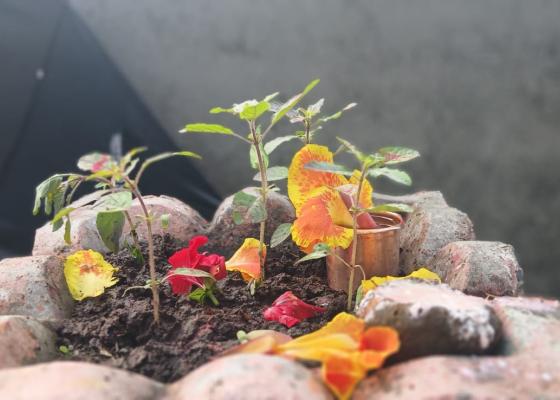 आषाढ शुक्ल एकादशीः तुलसीको बिरुवा सारिँदै