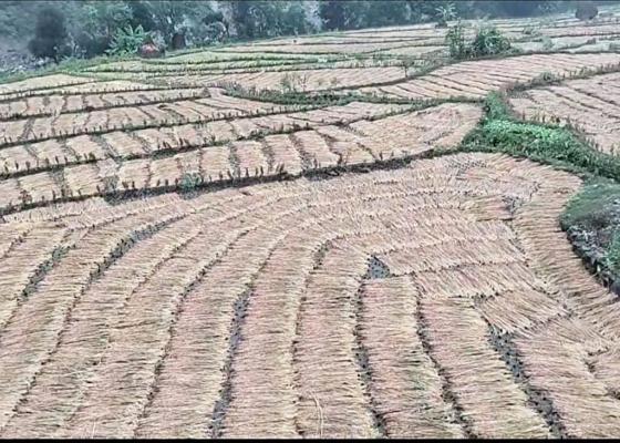 यसबर्ष वर्षाका कारण धान उत्पादनमा तीन लाख मेट्रिक टनले कमी आउने