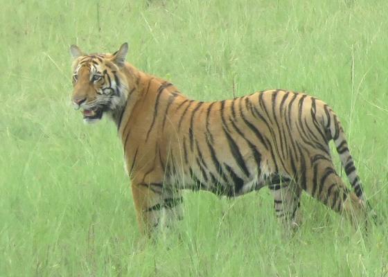 पुस १ गतेदेखि बाघ गणना गरिने पुस १ गतेदेखि बाघ गणना गरिने