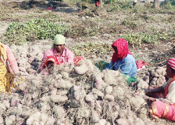 एउटै गाउँबाट दुई करोडको तरुल,गाउँ नै व्यावसायिक उत्पादनमा एउटै गाउँबाट दुई करोडको तरुल,गाउँ नै व्यावसायिक उत्पादनमा