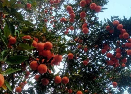 सुन्तला खेतीले फेरिँदै भोजपुरका किसानको जीवनस्तर सुन्तला खेतीले फेरिँदै भोजपुरका किसानको जीवनस्तर