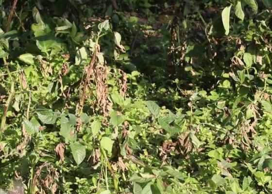 भोजपुरमा हिउँदे आलुमा डढुवाको सङ्क्रमण