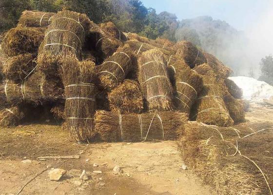 चिराइतोको मूल्यमा गिरावट आउँदा भोजपुरका किसान चिन्तित