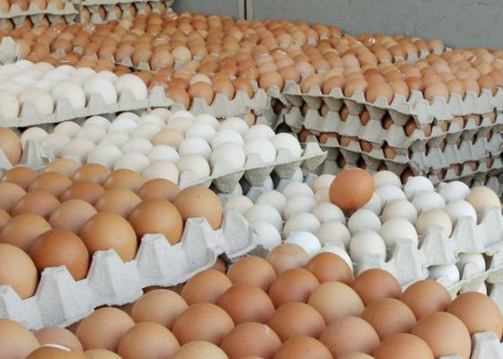 अण्डाको मूल्य घट्यो