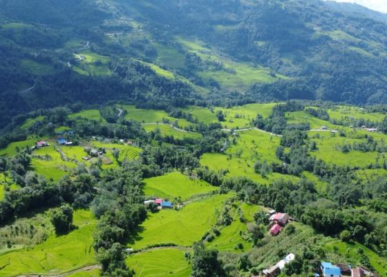 भोजपुरमा ९६ प्रतिशत रोपाइँ सम्पन्न भोजपुरमा ९६ प्रतिशत रोपाइँ सम्पन्न