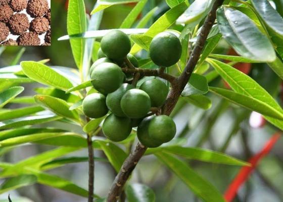इलामका खेतीयोग्य जमिनमा रुद्राक्ष खेती, आम्दानीको नयाँ बाटो इलामका खेतीयोग्य जमिनमा रुद्राक्ष खेती, आम्दानीको नयाँ बाटो